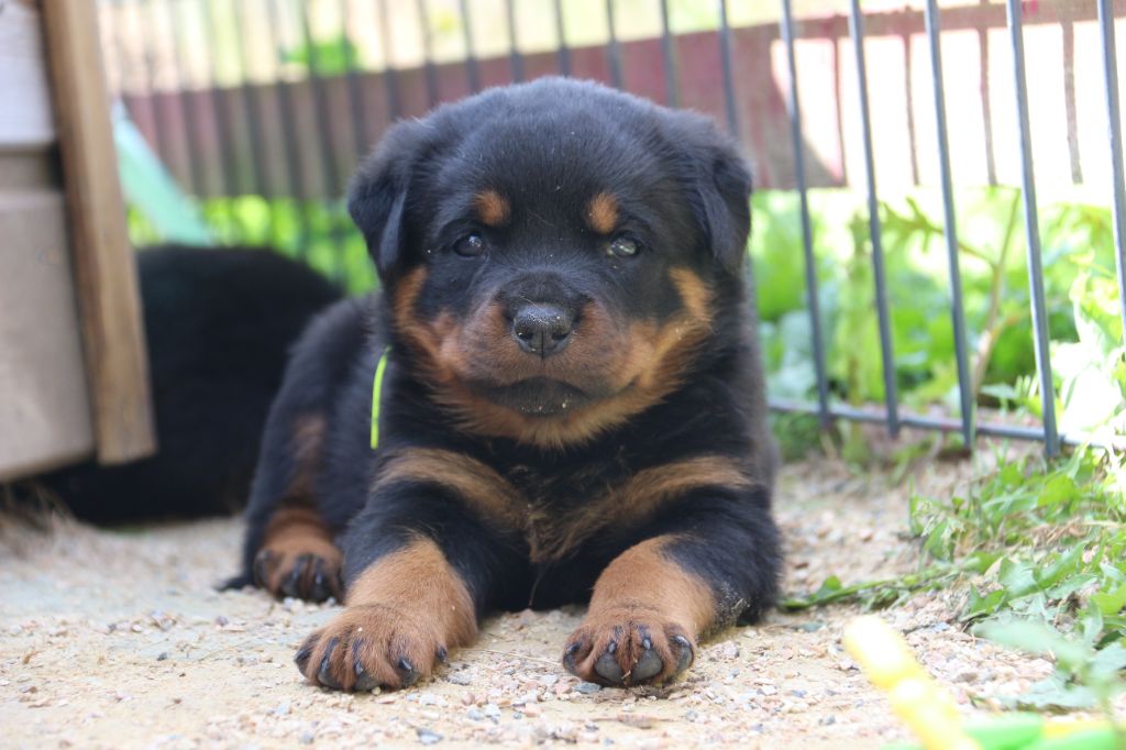 Du Bois Des Bleizi - Chiots disponibles - Rottweiler