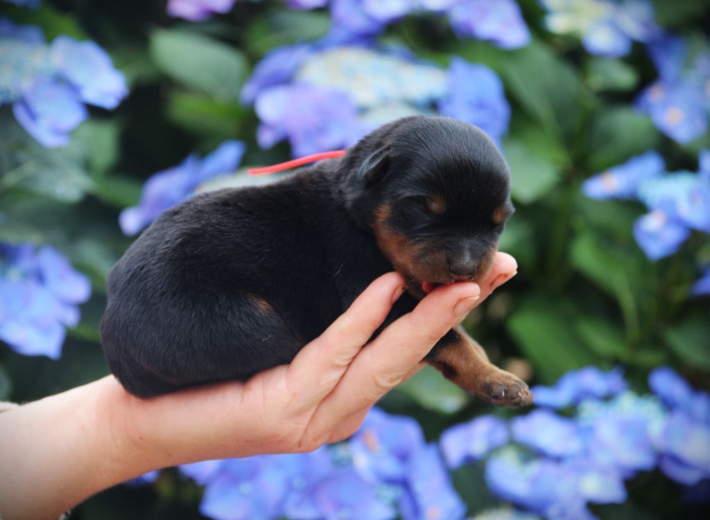 Du Bois Des Bleizi - Chiots disponibles - Rottweiler