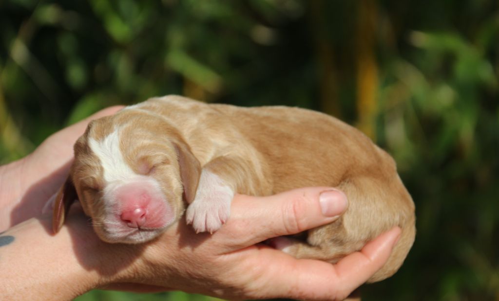 Du Bois Des Bleizi - Chiots disponibles - Basset Hound