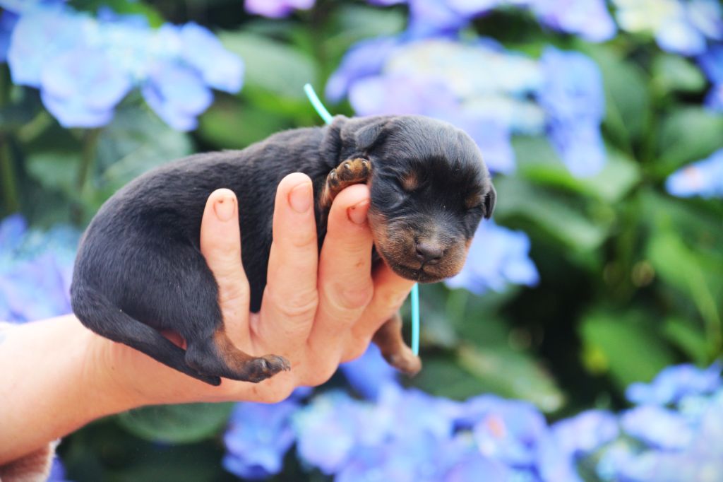 Du Bois Des Bleizi - Chiots disponibles - Rottweiler