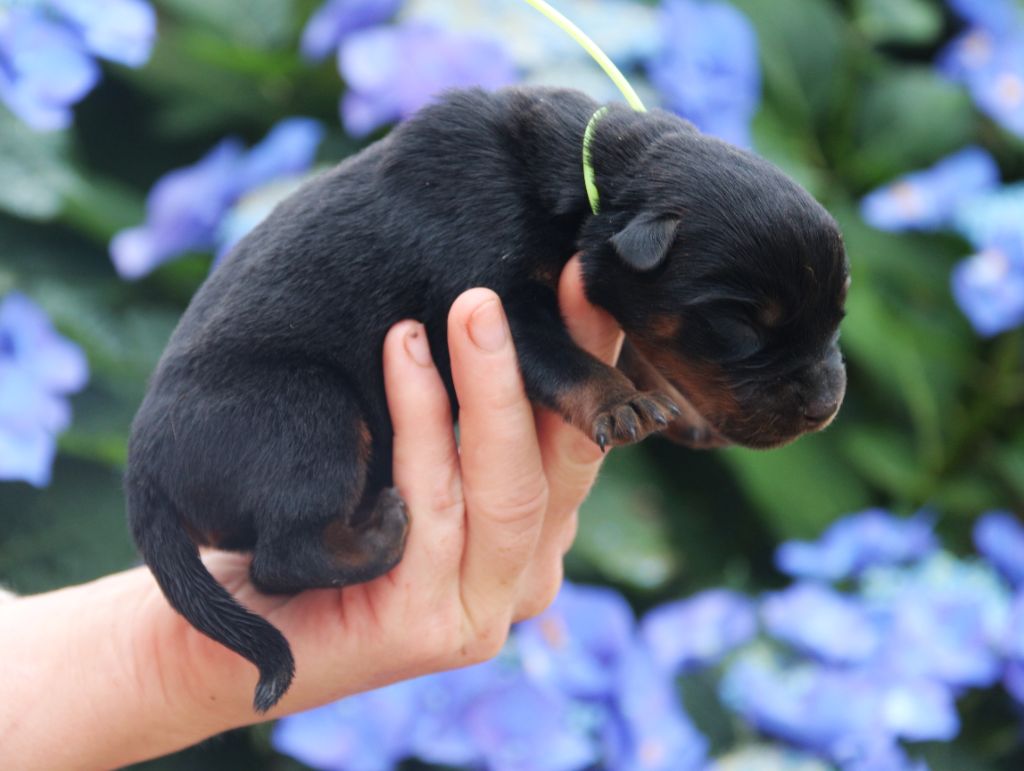 Du Bois Des Bleizi - Chiots disponibles - Rottweiler