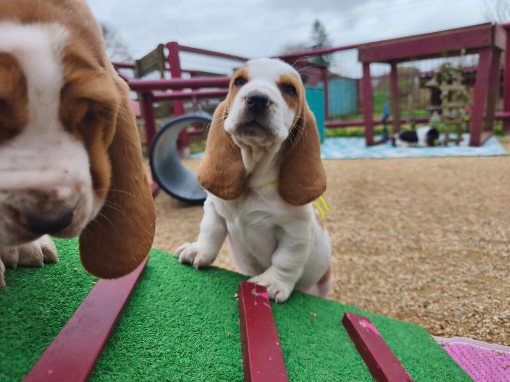 Du Bois Des Bleizi - Chiots disponibles - Basset Hound