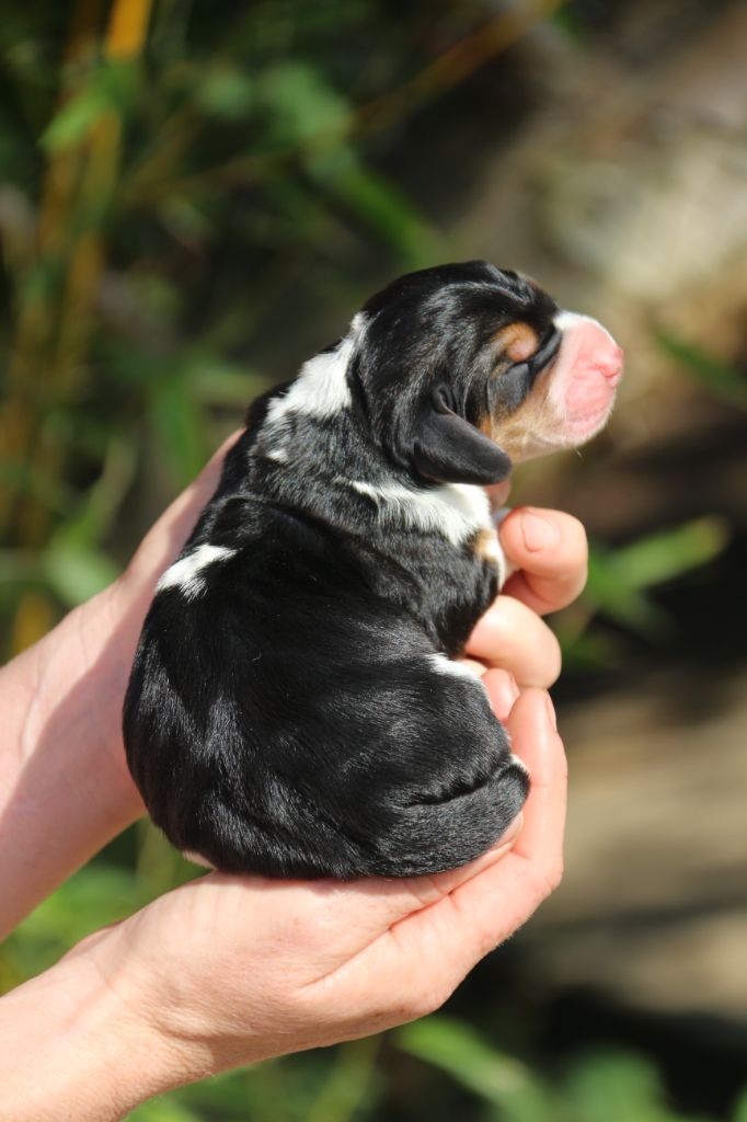 Du Bois Des Bleizi - Chiots disponibles - Basset Hound