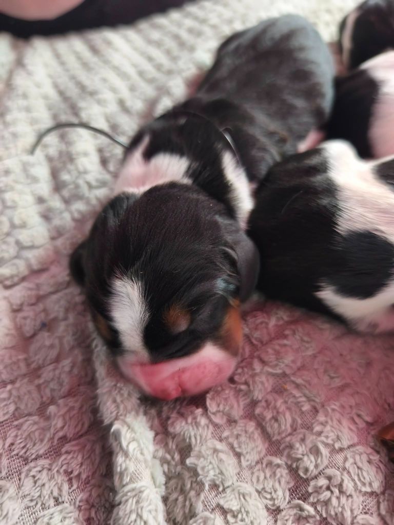 Du Bois Des Bleizi - Chiots disponibles - Basset Hound
