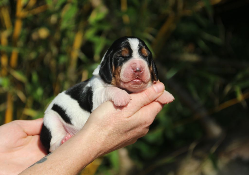 Du Bois Des Bleizi - Chiots disponibles - Basset Hound